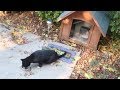 Hydrox Loves His New House, He Doesn’t Want To Leave It, Catnip Tea For The Cats - S3 E38