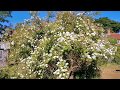 English Rose Garden Rambling Rector