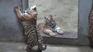 Tingkah lucu anak harimau sedang bermain #harimau #lion #kucing
