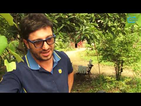 აზიური ფაროსანა მცირდება