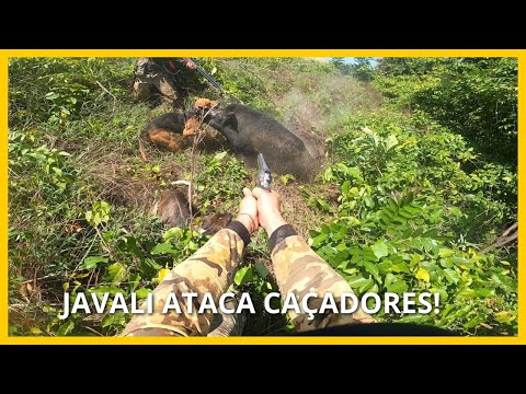 "⚠️ JAVALI ATACA CAÇADORES: EMOÇÃO E ADRENALINA COM NOSSOS CÃES! 🐗🐕"