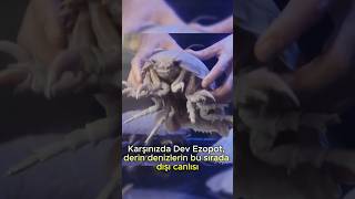 Dünyanın En Büyüğu Dev İzopod - Giant Isopod
