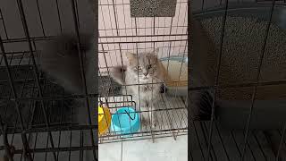 #videoshort #cat #catshorts #kitten #anabul #cute #kucing #anabulkesayangan #kucinglucu