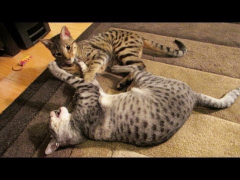EPIC CAT FIGHT!