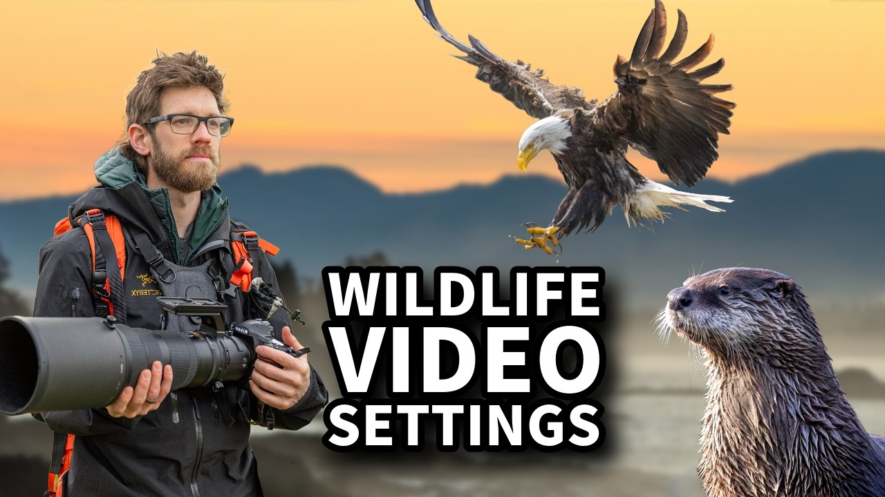 Настройки видеосъемки дикой природы для Nikon Z9 и Z8 — пошаговое руководство по съёмке для YouTube