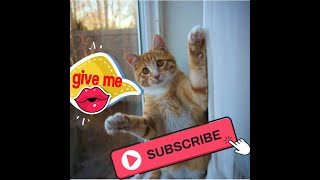 CatReaction#FunnyCat Baby Cats - Cute and Funny Cat Videos Compilation 2