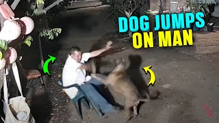 Playful Dog Knocks Man Off Chair