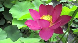 Fior Di Loto Made In Italy Di Vivaibambu -N2 - New Italian Lotuses