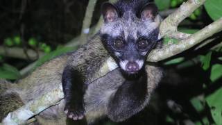 Asian Palm Civet (Paradoxurus hermaphroditus) - Best of Singpore's Wildlife Compilation