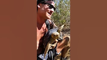 Thumbnail of Sea Turtle Stuck On Remote Mud Flats..
