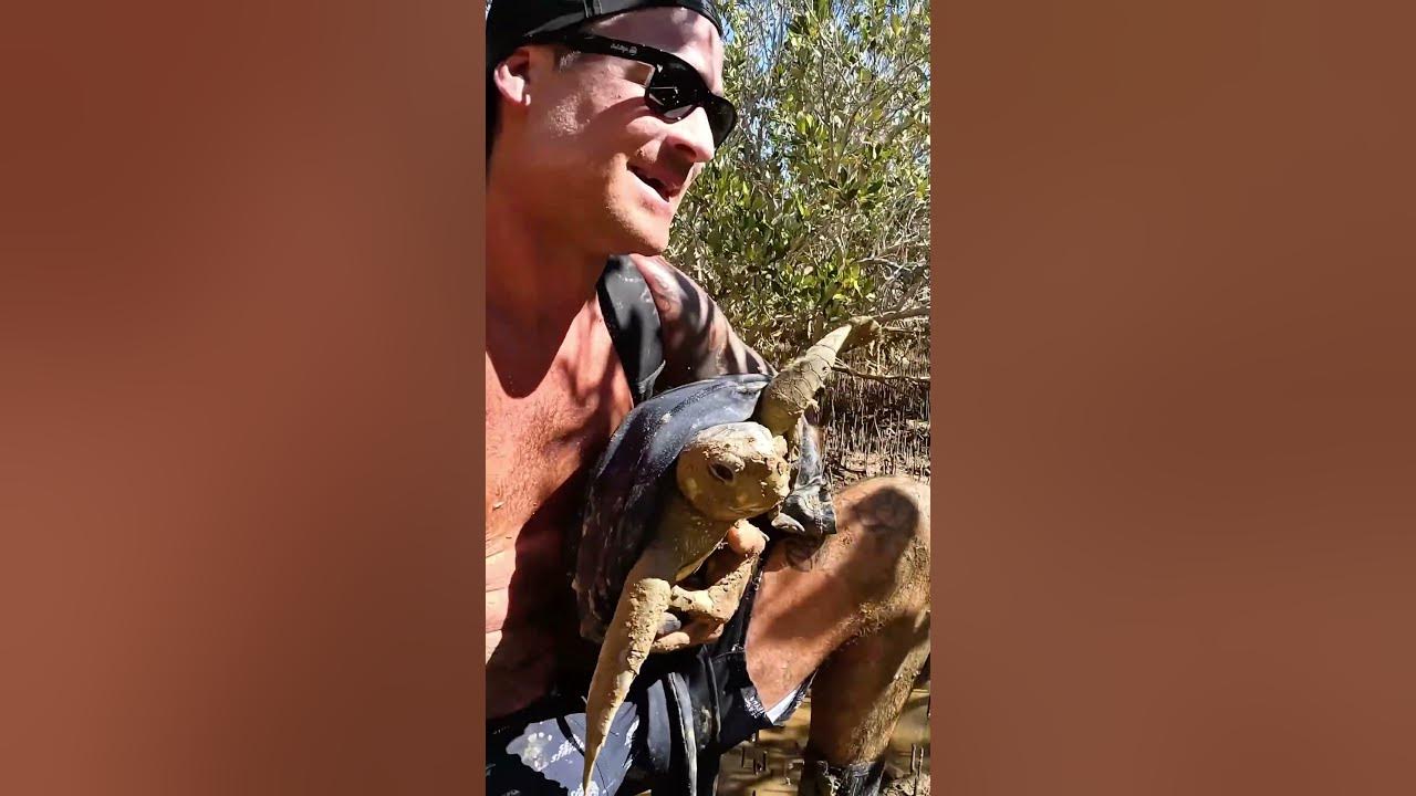 Sea Turtle Stuck On Remote Mud Flats..