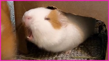 Best guinea pig noises of the wheek! (2021 Week 18)