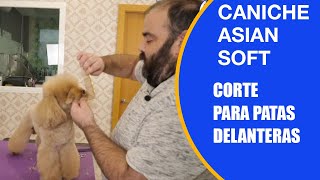 Cómo cortar el pelo a un caniche de las patas delanteras con tijera de peluquería canina by PelaPel tv Peluquería Canina 84 views 8 hours ago 4 minutes, 27 seconds