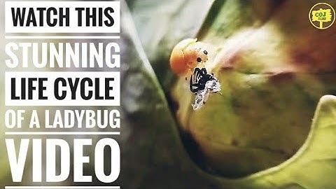 Watch this Stunning Life Cycle of a Ladybug Video  @TheDodo