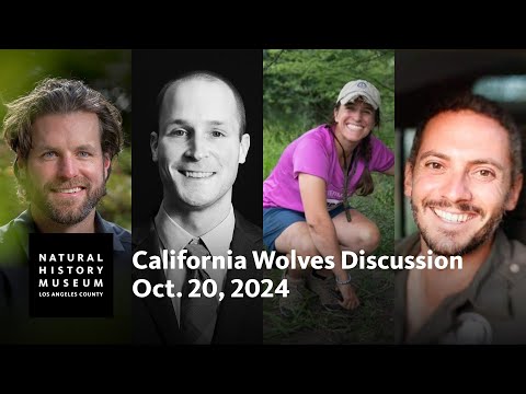 California Wolves Discussion at NHM