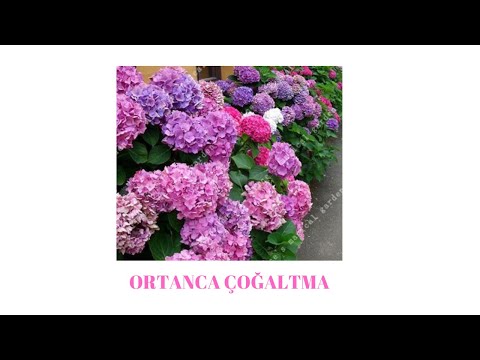 Video: Panicle Ortanca: çeşidləri Və Xüsusiyyətləri