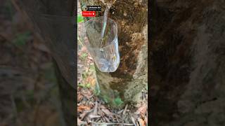 How to get drinking water in the forest from tree trunks #shorts #survival Net Worth