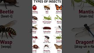 names of different insects names of different insects