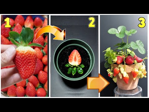 Video: Quando trapiantare le fragole per ottenere piante sane e un raccolto precoce