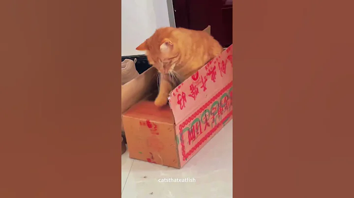 Watch the video about The Best Toy For Cats #cat #catsoftiktok #catlover #funny #foryou #fypage #fypツ #funny-cat #cats