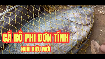 Nuôi Cá Rô Phi Đơn Tính Kiểu Mới | Ít Vốn, Lãi Cao!