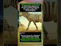 🦓💥 From Mud Bath to Explosive Sprint #Zebras #NatureIsMetal