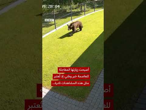 دبة بنية صغيرة تتجول في شوارع ومنازل ليتوانيا