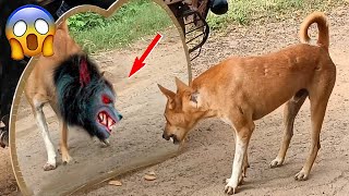 Funny Dogs Are Confused About This Life🐶 - Try Not To Laugh| Amazing Animals by Amazing Animals 2,293 views 6 months ago 14 minutes, 18 seconds