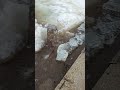 Ледоход р. Лена