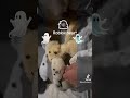 a other Roblox Bear edit