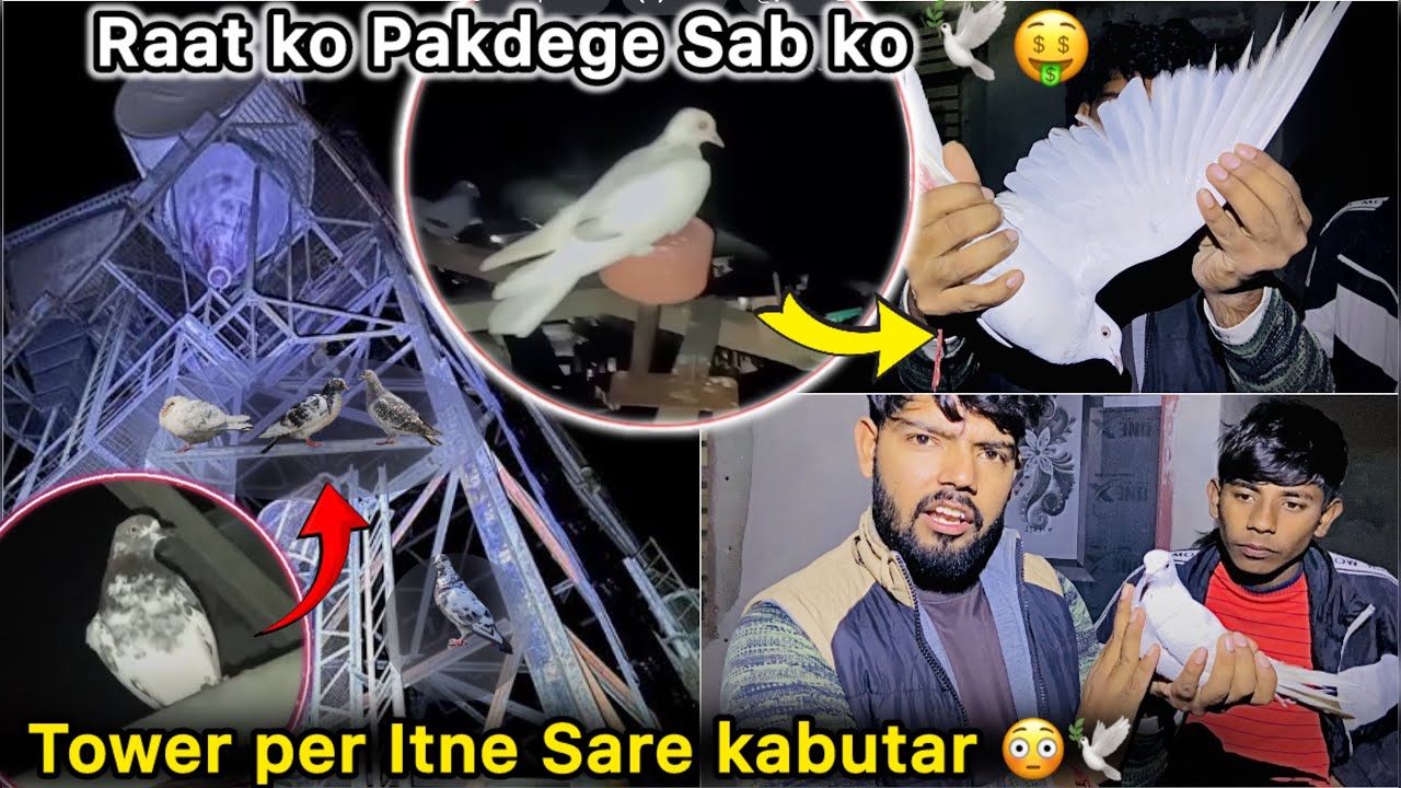 Tower se Pakdne Gaye Teen kabutr 😮 || Itne Sare kabutar Kaise Pakdu ?? 🤔 || Three Pigeon Catching 🕊️