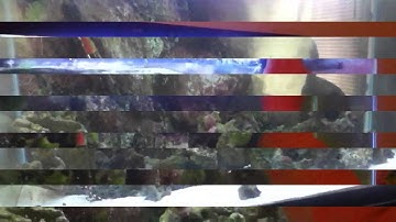 Flipper Nano Review/ Demonstration