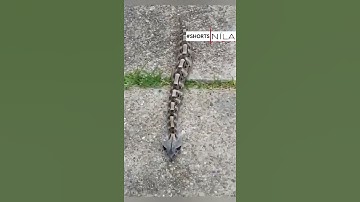 Đây là rắn lục Gaboon, một trong ít loài rắn bò theo đường thẳng | NÍLA Channel #Shorts