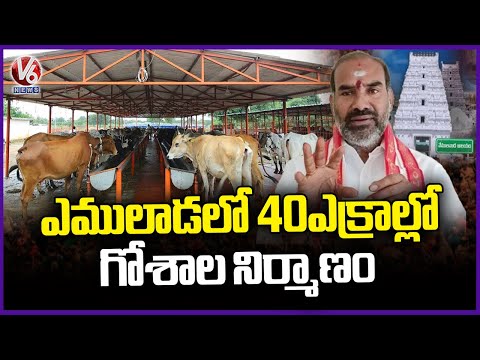 40-Acre Goshala to Be Constructed in Vemulawada Says Govt Whip Adi Srinivas | V6 News - V6NEWSTELUGU