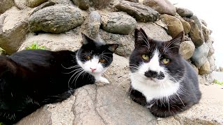 ハチワレ親子！？立派な髭を生やした強面のパパ猫とイケメン息子猫