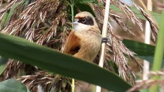 Moudivláček lužní, Eurasian Penduline Tit, Beutelmeise, Обыкновенный ремез, Remiz zwyczajny