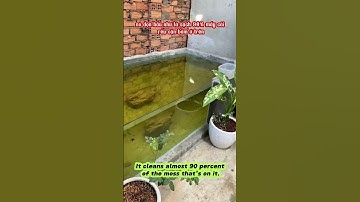 Cập nhật tình trạng hồ cá ranchu sau khi xử lý dc 3 hôm #goldfish #ranchu #ranchu_goldfish #fyp