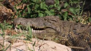 Safari Part 3 Of 7 Nunda River Lodge And Mahango National Park