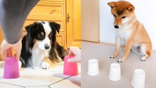 Funny Dogs and Cats Reaction to Magic Tricks | Puppy Town by Viral Tech Hub 153 views 3 years ago 4 minutes, 1 second