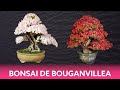 Bonsai de Bouganvillea Primavera - Como  Começar ?