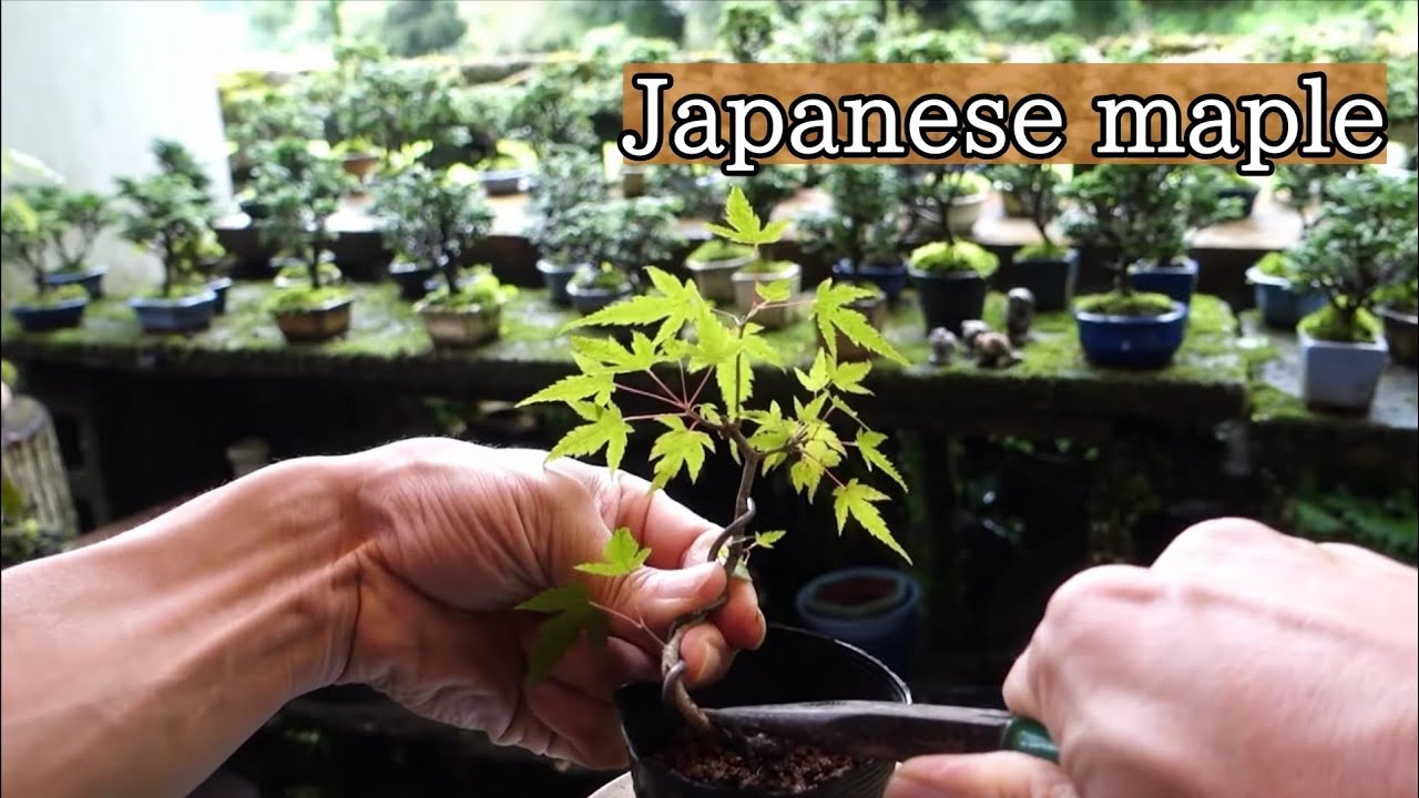 Bonsai diary】 モミジの素材作り‐山採り苗 2年目 ♯223 - YouTube