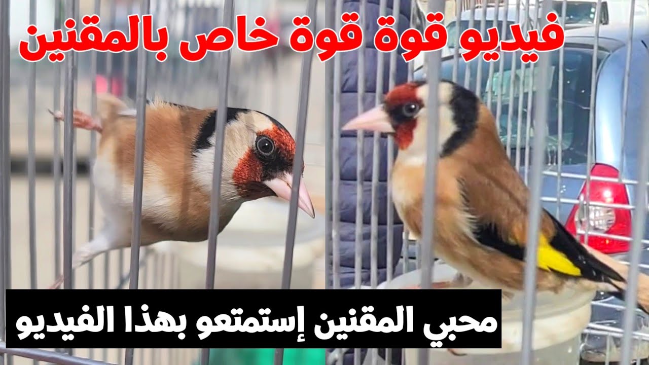 في هذا الفيديو يخليك تتحمس أكثر لتربية طائر الحسون : محبي المقنين راح تراطي اذا مشفتش هذا الفيديو !؟