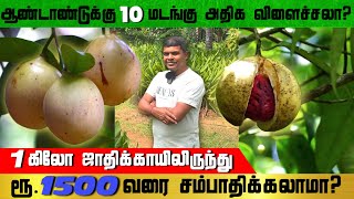 1 கிலோ ஜாதிக்காயிலிருந்து ரூ. 1500 வரை சம்பாதிக்கலாமா? | Nutmeg Farming Tamil | ஜாதிக்காய் சாகுபடி