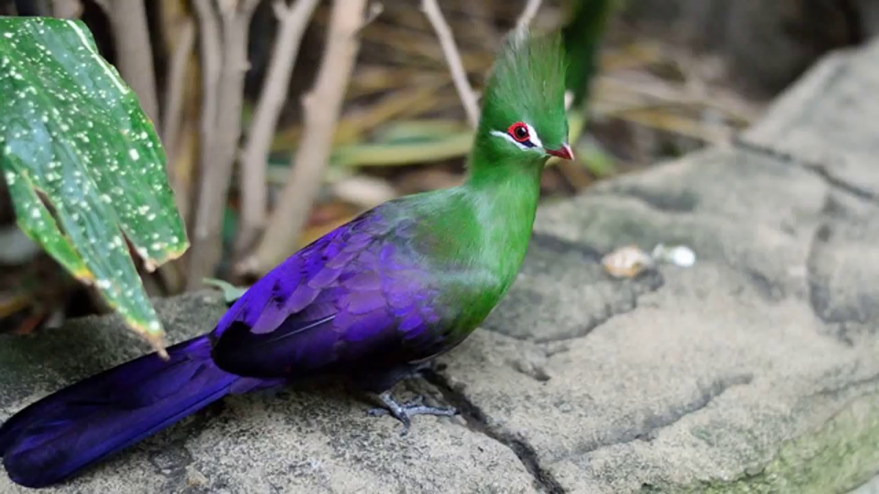 Hermosas aves del paraiso