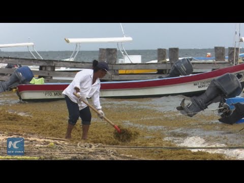 Mexican innovator builds seaweed house in Quintana Roo