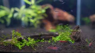 Danio Margaritatus Celestial Pearl Danio Galaxy Rasbora