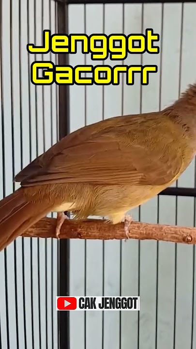 SUARA CUCAK JENGGGOT FULL GACOR‼️