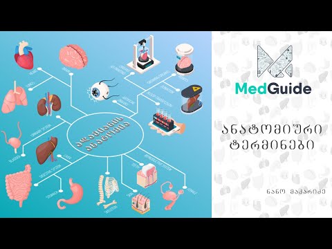 Medguide/მედგიდი - ანატომია: სიბრტყეები