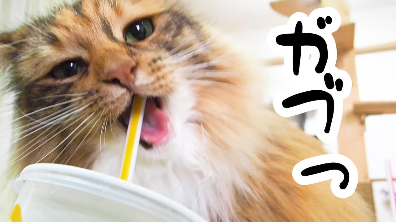 なぜ猫も人間のようにストローの先を噛むのか Youtube
