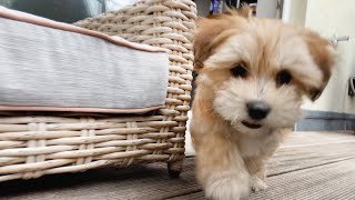 Sweet Havanese puppy 4K
